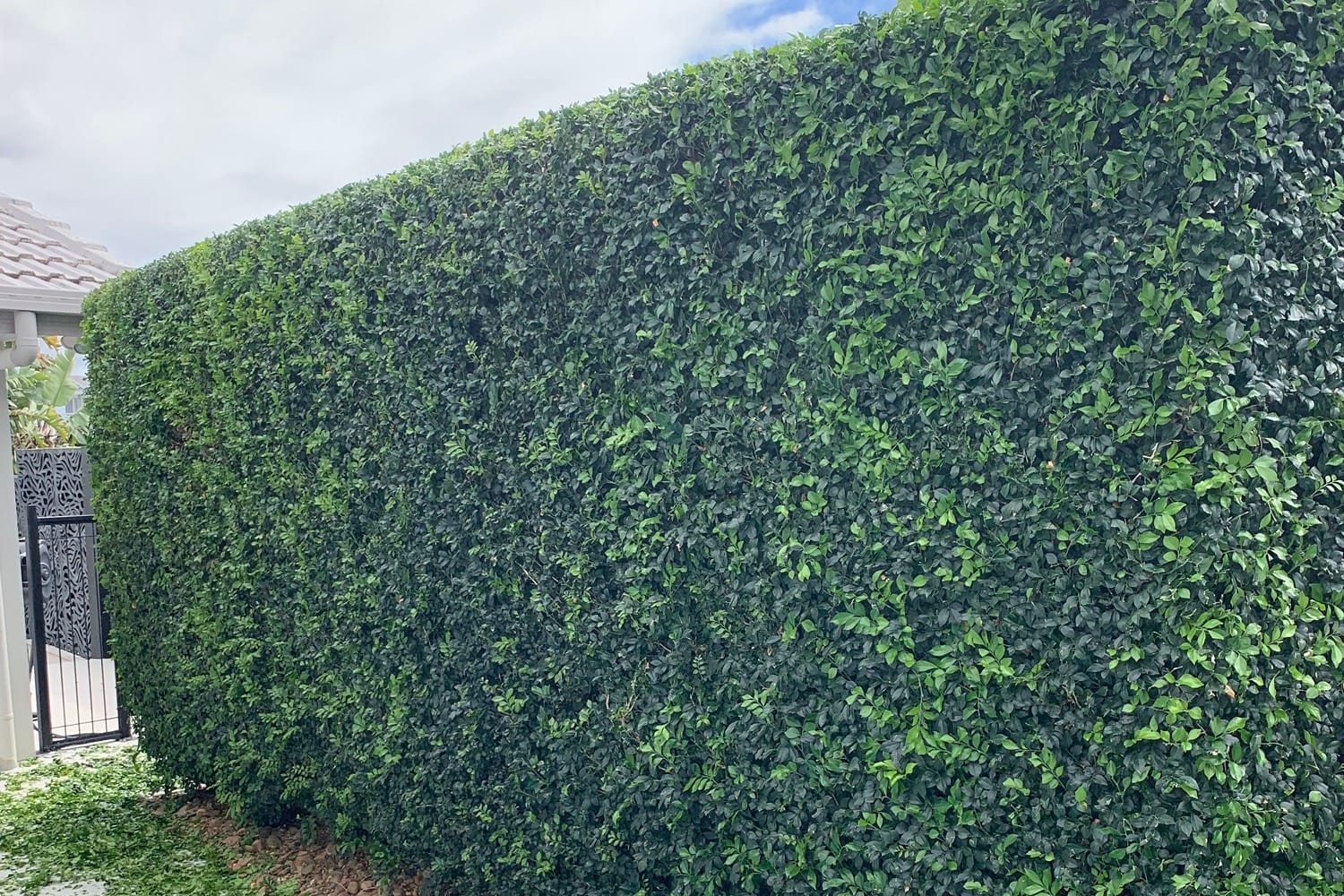 A tall, freshly clipped murraya hedge with a flat face and rounded top, clippings still on the ground.