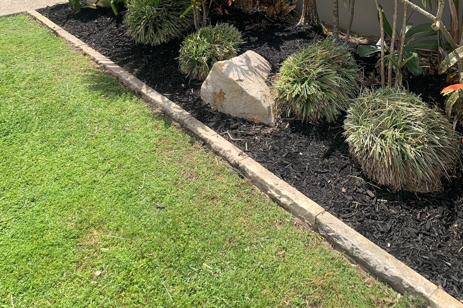 A tropical garden bed freshly covered in dark mulch, with mondo grass clumps and a sandstone boulder beside the lawn.