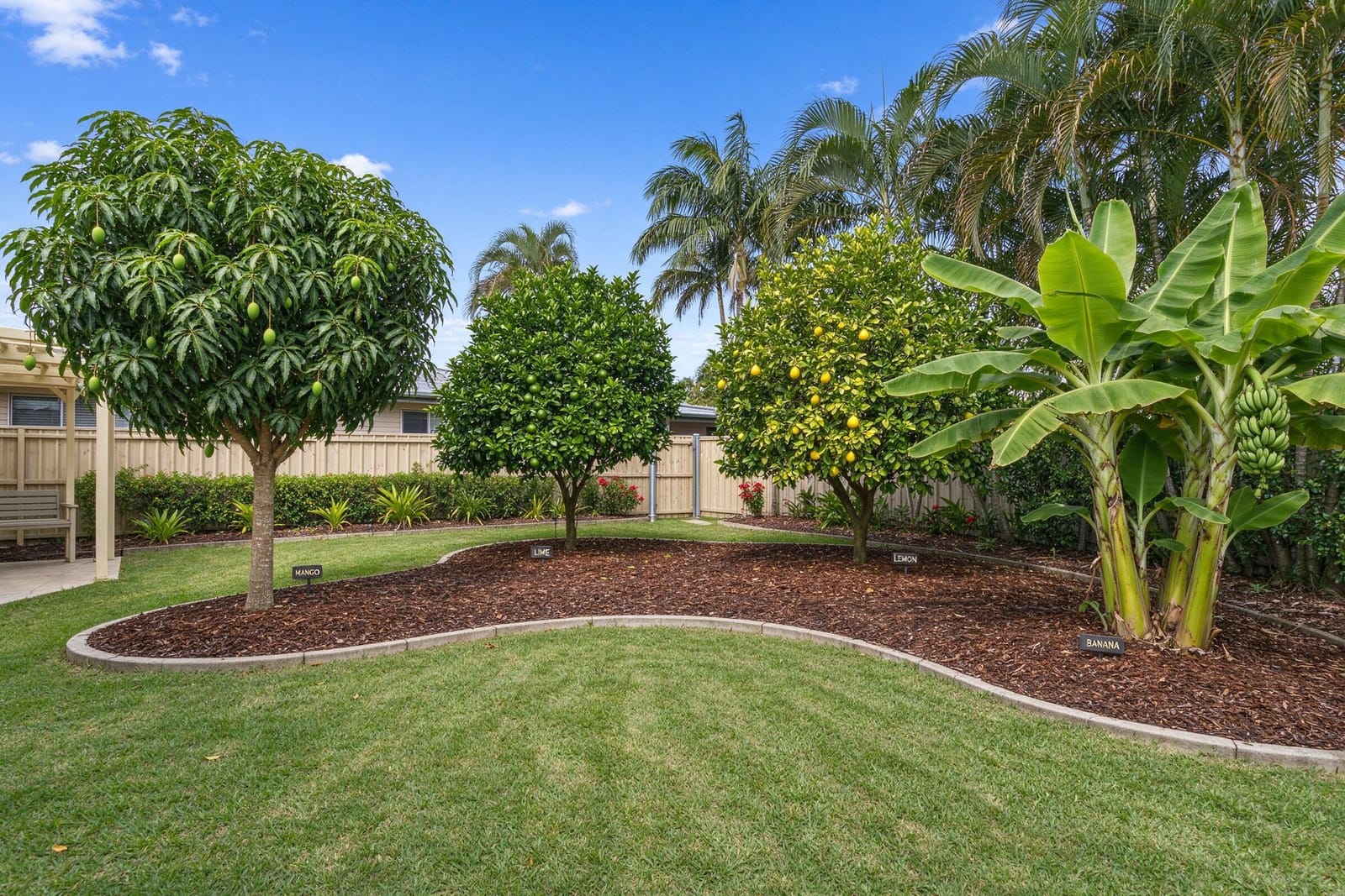 Neatly pruned mango, lime and lemon trees and a banana clump in a mulched backyard.