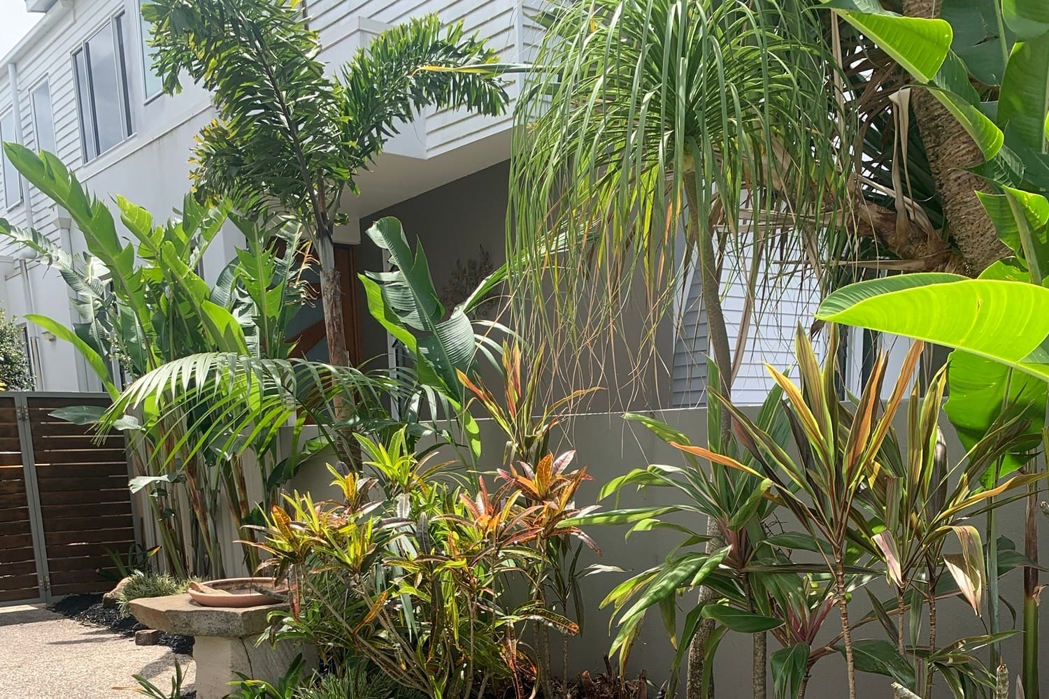 Foxtail palm, ponytail palm and bird of paradise above crotons and cordylines in a tropical front garden.